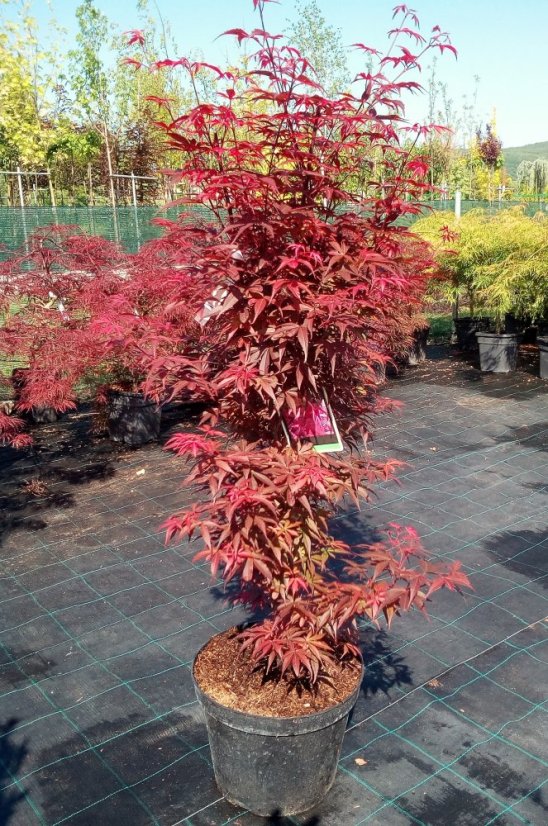 Acer palmatum 'Sketeer´s Broom' - Varianty: ko25l velikost 100-125