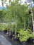 Betula pendula 'Youngii' - Varianty: ko30l velikost ok 10-12 kmen 180