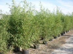 Phyllostachys bissetii
