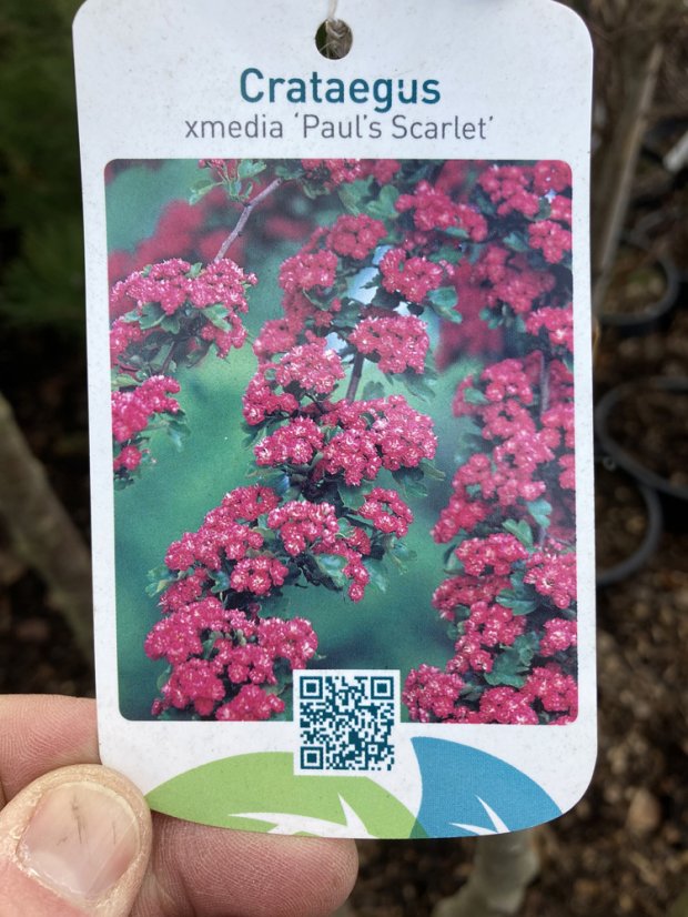 Crataegus laevigata 'Paul’s Scarlet' - Varianty: ko20l velikost ok 10-12