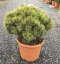 Pinus mugo 'Mops' - Varianty: ko110l velikost 100-125 pompon
