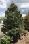 Pinus sylvestris - Varianty: ko285l velikost 200-225