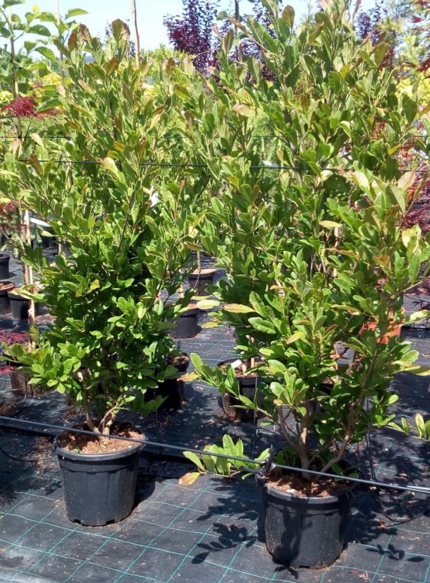 Magnolia stellata - Varianty: ko18l velikost 100-125