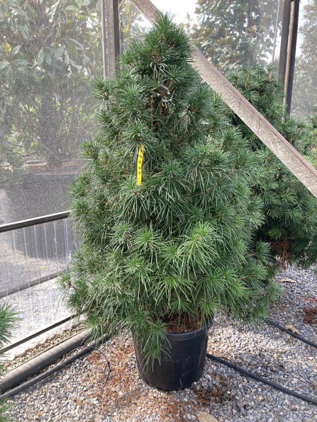 Sciadopitys verticillata