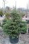 Abies koreana - Varianty: ko20l velikost 100-125
