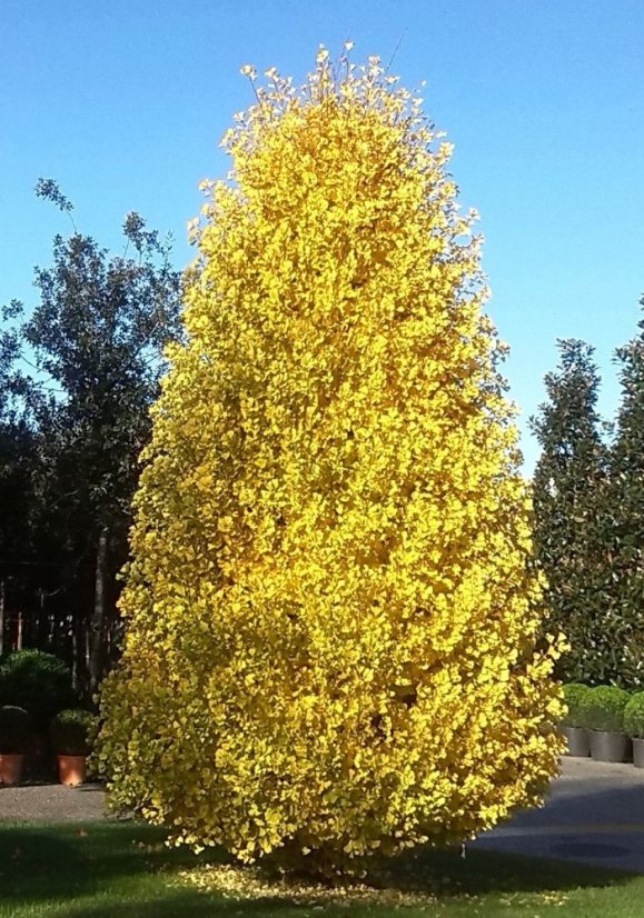 Ginkgo biloba 'Fastigiata Blagon'