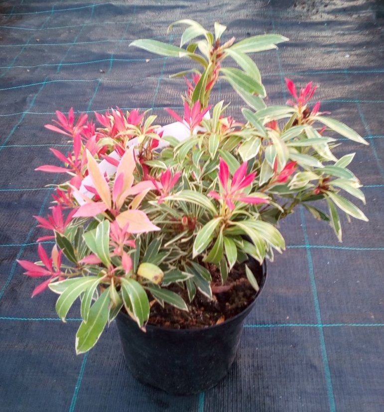 Pieris japonica 'Variegata' - Varianty: ko10l velikost 40-50