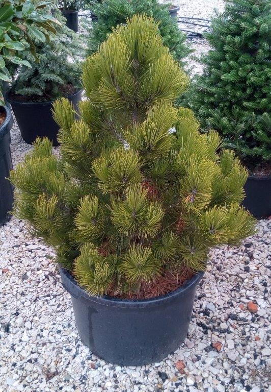 Pinus leucodermis 'Satelit' - Varianty: ko20l velikost 60-80