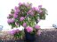 Rhododendron x hybridum