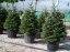 Abies nordmanniana - Varianty: ko130l velikost 225-250