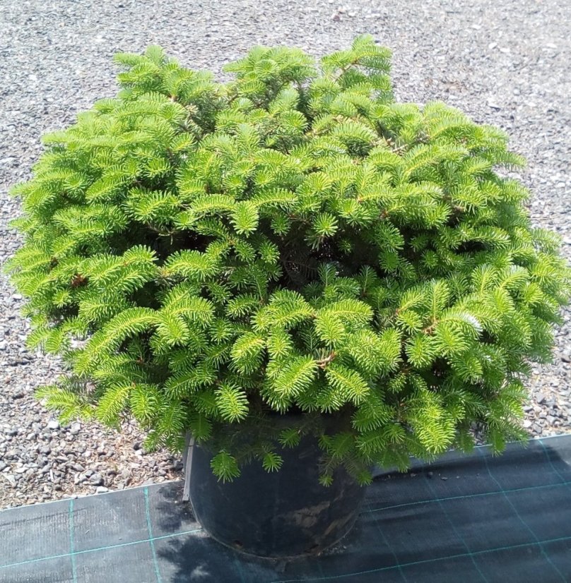 Abies koreana - Varianty: ko20l velikost 125-150