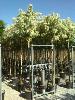 Acer negundo 'Flamingo'