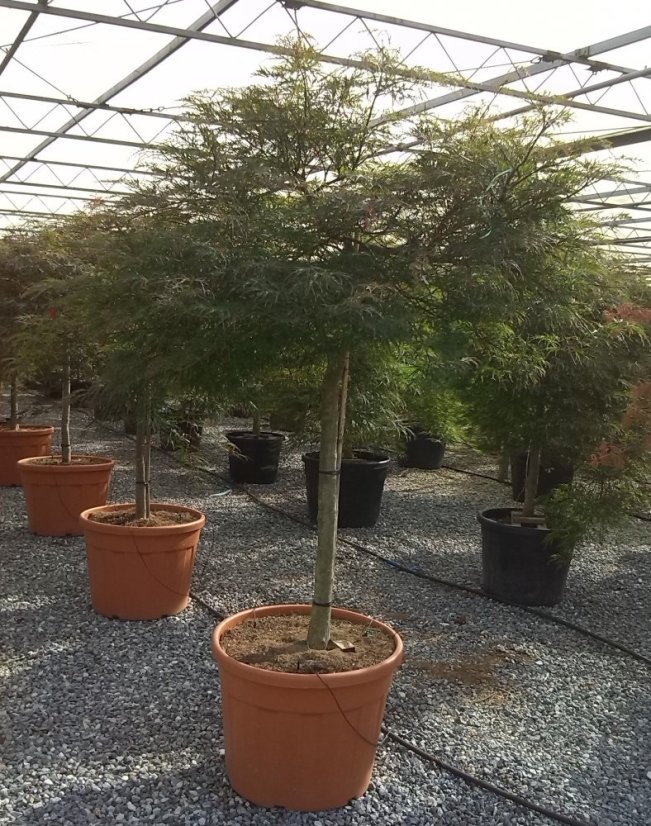 Acer palmatum 'Dissectum' - Varianty: ko18l velikost 100-125 dole roubovaný