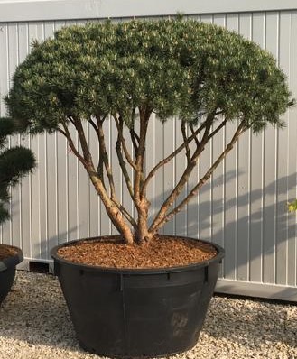 Pinus sylvestris 'Watererii' - Varianty: ko110l velikost 100-125 pompon