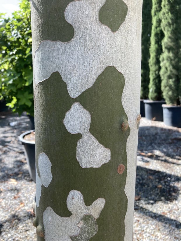 Platanus x acerifolia - Varianty: ko50l velikost ok 12-14 střecha 150x150
