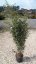 Phyllostachys nigra
