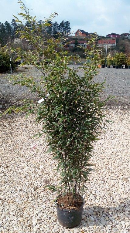 Phyllostachys nigra