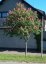 Aesculus carnea 'Briotii' - Varianty: ko50l velikost ok 10-12
