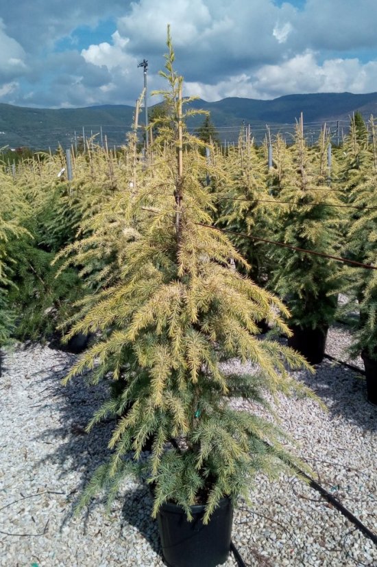 Cedrus deodara 'Aurea'