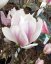 Magnolia soulangeana - Varianty: ko35l velikost 175-200