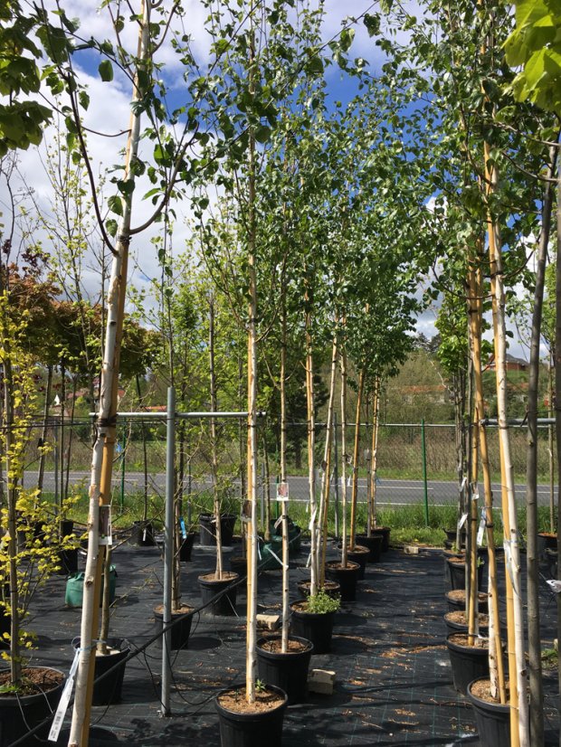 Betula jacquemontii - Varianty: ko35l velikost 200-250 vícekmen