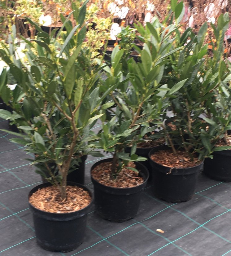 Prunus laurocerasus 'Otto Luyken' - Varianty: ko18l velikost 60-80