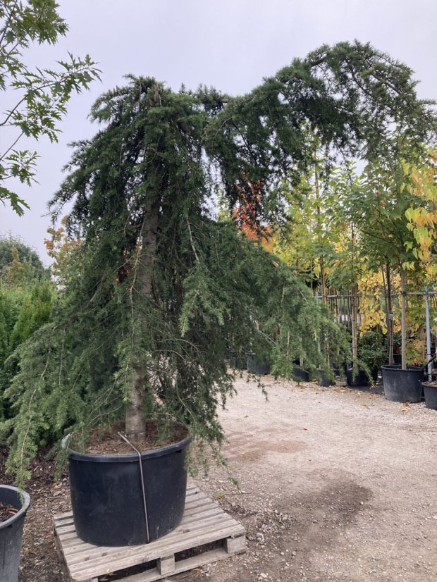 Cedrus deodara 'Pendula'