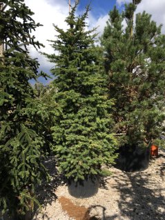 Cedrus atlantica