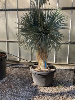 Yucca rostrata