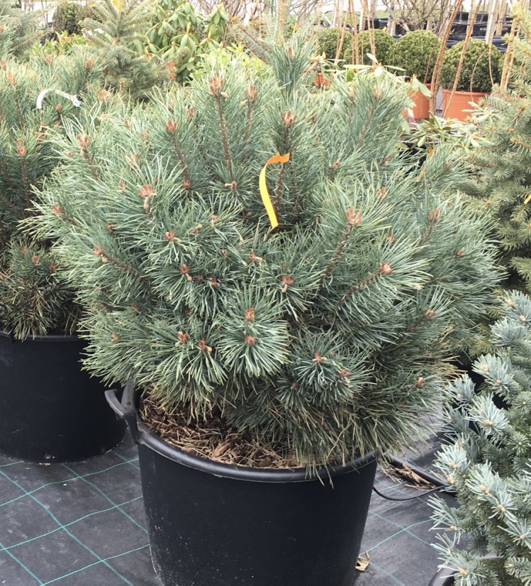 Pinus sylvestris 'Watererii' - Varianty: ko110l velikost 100-125 pompon