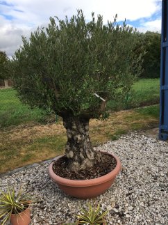 Olea europaea