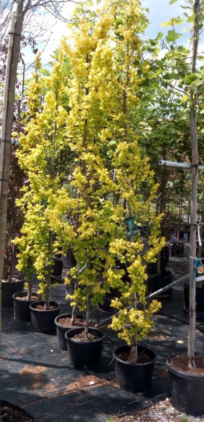 Ulmus x hollandica 'Wredei' - Varianty: ko10l kmen 120