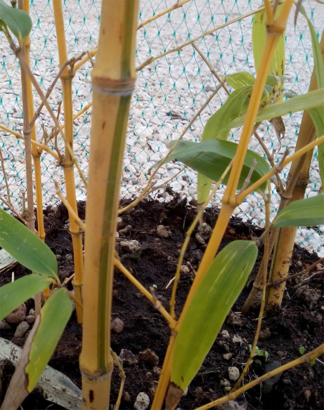 Phyllostachys aureosulcata 'Aureocaulis' - Varianty: ko10l velikost 100-150