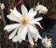Magnolia stellata - Varianty: ko18l velikost 100-125