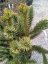 Araucaria araucana - Varianty: ko10l velikost 50-60