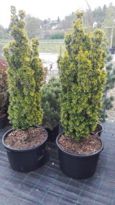 Taxus baccata 'David'