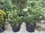 Pinus nigra 'Oregon Green'