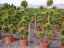 Cupresocyparis leylandii 'Golden Rider' - Varianty: ko25l velikost 140-160 pompon plochý