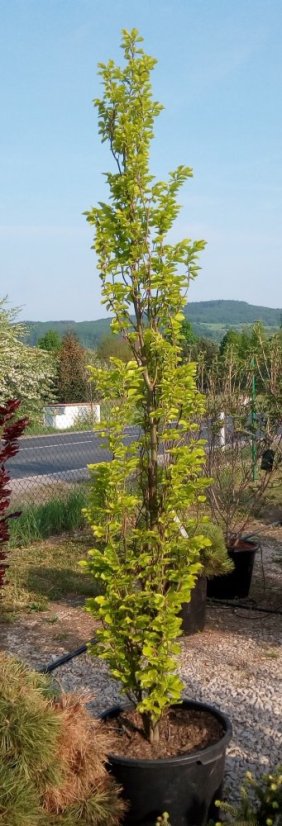 Fagus sylvatica 'Dawyck Gold' - Varianty: ko35l velikost ok 10-12 zavětvený