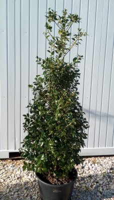 Ilex x meservae 'Heckenfee'