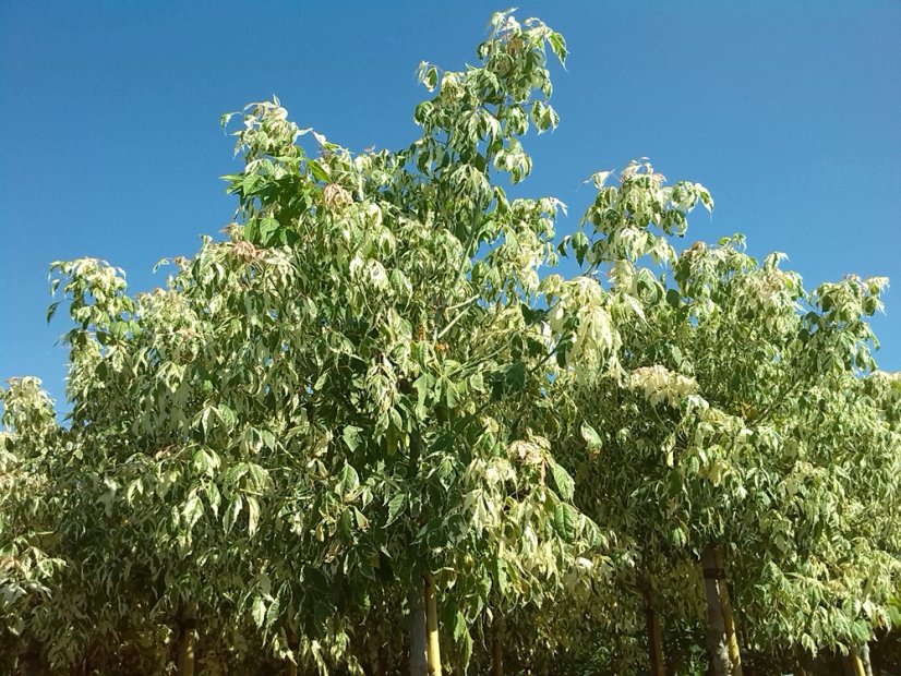 Acer negundo 'Flamingo'