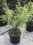 Euonymus alatus 'Compactus' - Varianty: ko30l velikost 60-80