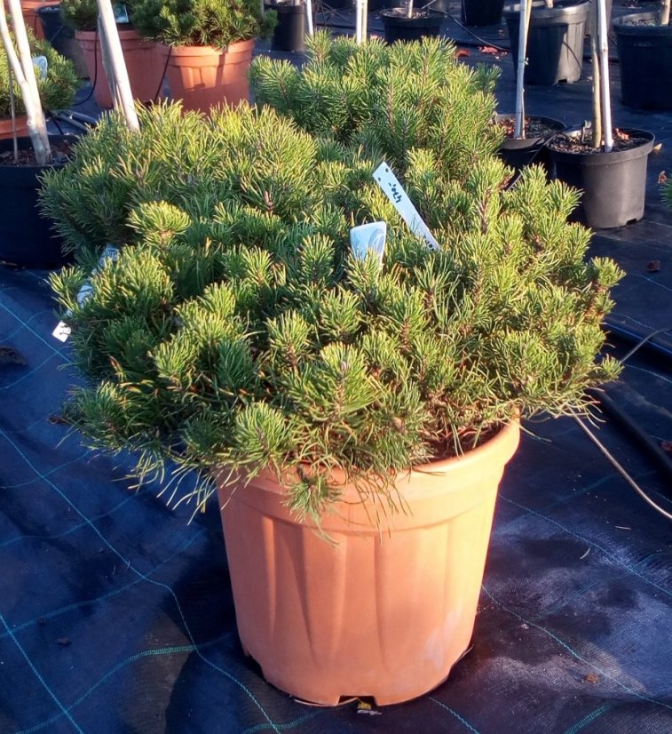 Pinus mugo 'Pumilio' - Varianty: ko7,5l velikost 40-50