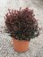 Photinia fraseri 'Nana' - Varianty: ko10l velikost ok 10-12 kmen 120