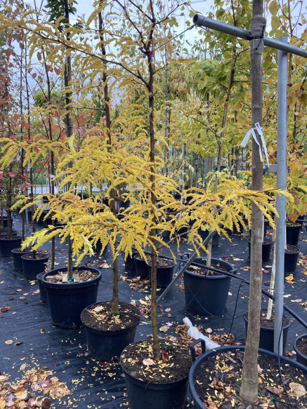 Gleiditsia triacanthos 'Sunburst' - Varianty: ko20l velikost 175-200