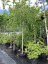 Betula pendula 'Youngii'