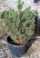 Pinus sylvestris 'Watererii'