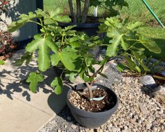Ficus carica
