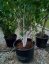 Betula jacquemontii - Varianty: ko90l velikost 300-350 vícekmen