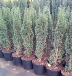 Taxus baccata 'Fastigiata Robusta'